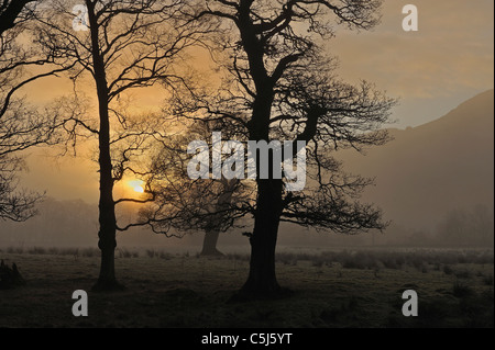 Fine sole splende attraverso il profilarsi di alberi in un pomeriggio invernale vicino a Killin, Perthshire, Scotland, Regno Unito Foto Stock