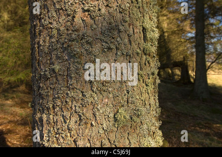 Il Lichen-coperto tronco di abete rosso-tree nei boschi vicino a Gleneagles, Perthshire, Scotland, Regno Unito. Foto Stock