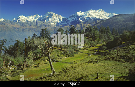 Il Manaslu (sinistra) e Himalchuli, picchi maggiori nel centro-nord del Nepal, visto sopra gli alberi su una alta cresta boscosa in Foto Stock