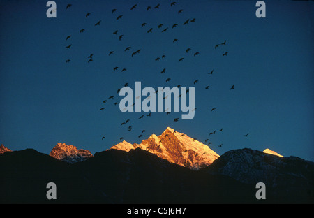 Un gregge di Himalayan choughs vola attraverso il cielo al di sopra del picco del Kongde Ri sopra Namche Bazar in una gloriosa luce del tramonto, visto Foto Stock