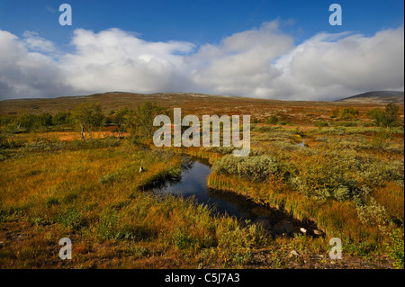 Tipico paesaggio artico delle zone umide, vegetazione nana e tundra aperta sotto un cielo drammatico nei pressi di Fauske, Norvegia. Foto Stock