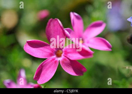 Close-up di piccoli rosa fiori sconosciuto ina giardino a Killin, Perthshire, Scotland, Regno Unito. Foto Stock