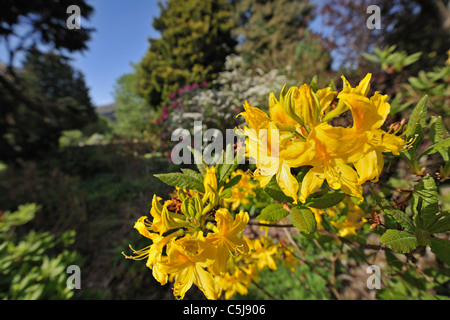 Close-up di colore giallo brillante azalea fiore in un giardino a Killin, Perthshire, Scotland, Regno Unito. Foto Stock