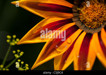 Gazania 'Daybreak Red Stripe' close up dettaglio con gocce di acqua di pioggia Foto Stock