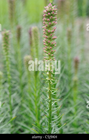 Dense blazing star - Prairie gay giù (Liatris spicata) iniziando a fiorire in estate precoce (nativo del Nord America) Foto Stock