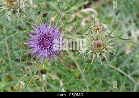 Il cardo - Artichoke thistle (Cynara cardunculus) fiore & pulsante all inizio di estate Foto Stock