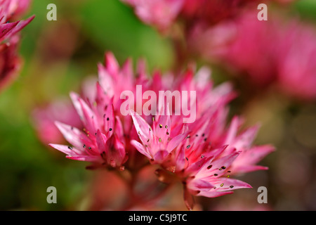 Fiore-capo di Sedum Spurium in un giardino a Killin, Perthshire, Scotland, Regno Unito. Foto Stock