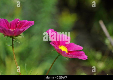 Close-up di rosa scuro fiori cosmos Cosmos Bipinnatus con profondità di campo e interessante bokeh di fondo. Foto Stock