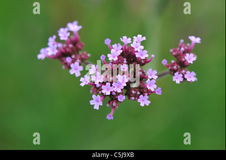 Vervain argentino - Purpletop vervain (Verbena bonariensis) Fioritura in estate (nativi al tropicale a sud America) Foto Stock