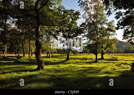 Luce della Sera che brilla attraverso aprire boschi misti con una vista di lontane colline vicino a Killin, Perthshire, Scotland, Regno Unito Foto Stock