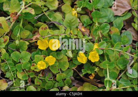 Lo spunto da fermi - Jenny Moneywort - Herb Twopence - Twopenny erba (Lysimachia nummularia) Fioritura in estate Foto Stock