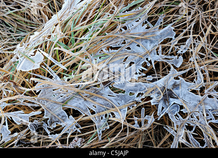 Thin Ice delicati si distribuisce su erbe di affievolimento in inizio inverno Foto Stock