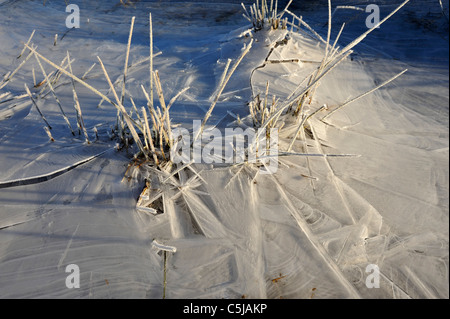 Erbe congelate e ghiaccio sottile in un campo inondato di , è possibile creare pattern e texture, Killin, Scozia Foto Stock