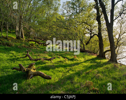 Boschi in primavera fresca vegetazione lungo le sponde del Loch Tay vicino a Killin, Perthshire, Scotland, Regno Unito Foto Stock