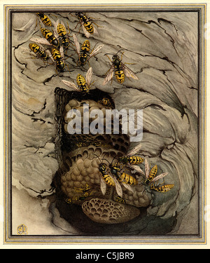 Vespe comune - antiquario illustrazione di insetto Foto Stock