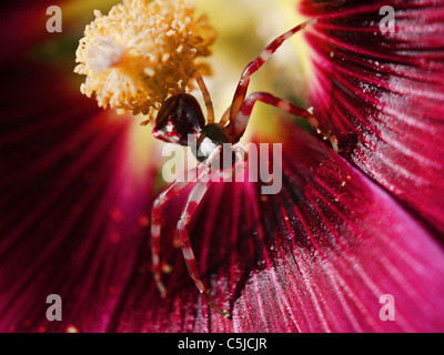 Ragno sul fiore Foto Stock