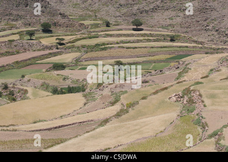 Pendio terrazzato in Yemen Foto Stock