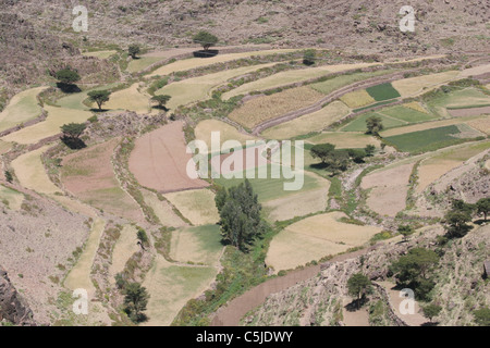 Pendio terrazzato in Yemen Foto Stock