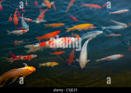 Pesci di Koi Foto Stock