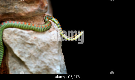 Un colorato luminosamente Paradise Snake sulle rocce Foto Stock