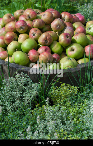 Malus domestica . Le mele in inglese Foto Stock