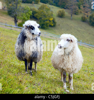 Due pecore sull altopiano di montagna (pascoli di montagna dei Carpazi, Ucraina). Foto Stock