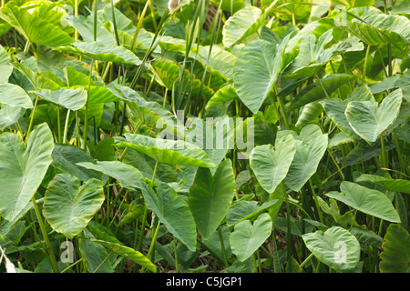 Taro gigante alocasia macrorrhiza impianto in palude tropicale, Thailandia Foto Stock