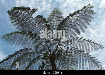 Albero tropicale fern silhouette sotto il cielo nuvoloso, kaeng krachan national park, Thailandia Foto Stock