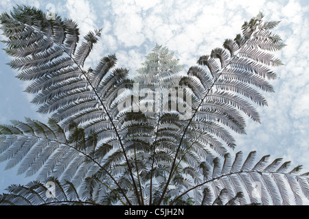 Albero tropicale fern silhouette sotto il cielo nuvoloso, kaeng krachan national park, Thailandia Foto Stock