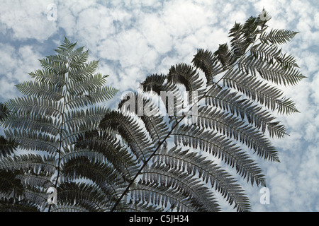 Albero tropicale fern silhouette sotto il cielo nuvoloso, kaeng krachan national park, Thailandia Foto Stock