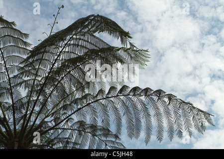 Albero tropicale fern silhouette sotto il cielo nuvoloso, kaeng krachan national park, Thailandia Foto Stock