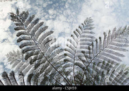 Albero tropicale fern silhouette sotto il cielo nuvoloso, kaeng krachan national park, Thailandia Foto Stock