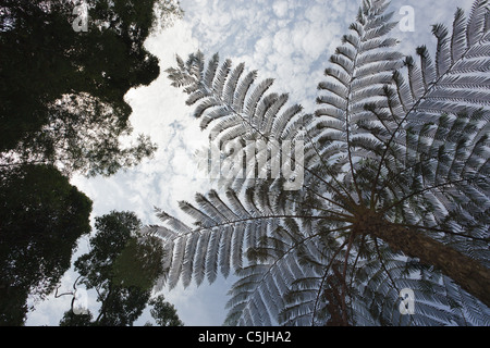 Albero tropicale fern silhouette sotto il cielo nuvoloso, kaeng krachan national park, Thailandia Foto Stock