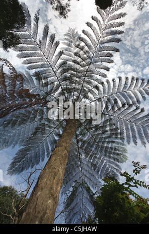 Albero tropicale fern silhouette sotto il cielo nuvoloso, kaeng krachan national park, Thailandia Foto Stock