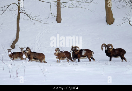 Muflone Europeo (Ovis aries orientalis / Ovis ammon musimon / Ovis gmelini musimon) allevamento nella foresta di neve in inverno Foto Stock