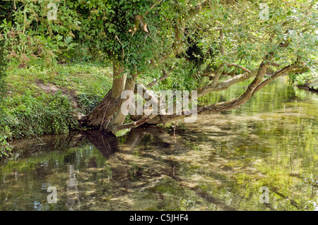 Il fiume Wye è un Chilterns chalkstream che fluisce da a Wycombe Ovest al Fiume Tamigi a Bourne End Bucks REGNO UNITO Foto Stock