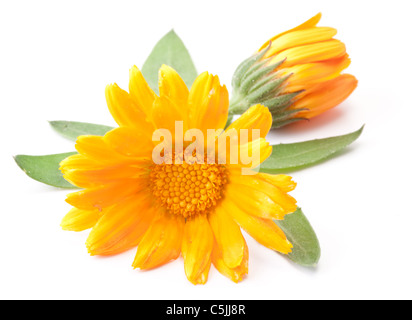 Fiori di Calendula isolato su uno sfondo bianco. Foto Stock