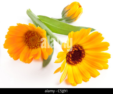 Fiori di Calendula isolato su uno sfondo bianco. Foto Stock