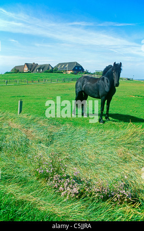 Cavallo nero su un feedlot davanti a un tumulo di abitazione su Holm Langeness, Nord Friesland, Schleswig-Holstein, Germania Foto Stock