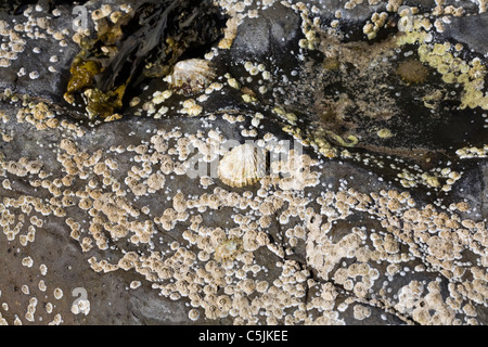 Comune di patelle e Acorn Barnacles Rubha Ardnish Beach Breakish Broadford Isola di Skye in Scozia Foto Stock