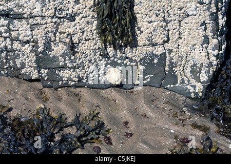 Comune di patelle e Acorn Barnacles Rubha Ardnish Beach Breakish Broadford Isola di Skye in Scozia Foto Stock
