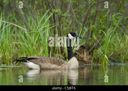 Canada Goose Branta canadensis nuoto su stagno America del Nord Foto Stock