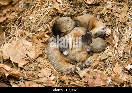 Cucciolata di neonato marmotte nordamericane in den Marmota monax noto anche come Groundhogs USA orientale Foto Stock