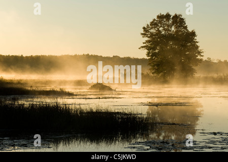 Beaver lodge è avvolta nella nebbia Crex Prati Wildlife Management Area Burnett County Wisconsin inizio ottobre Foto Stock