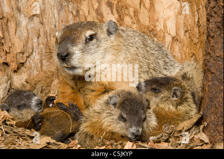 Marmotta noto anche come marmotta Marmota monax internamente den con uno mese-vecchio giovane USA orientale Foto Stock