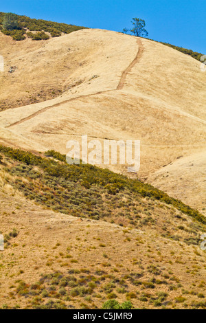 Allevamento nella Salinas Valley della California, Stati Uniti d'America Foto Stock