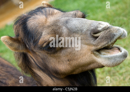 Un cammello in occasione di una mostra in Oxfordshire Inghilterra Camelus Foto Stock