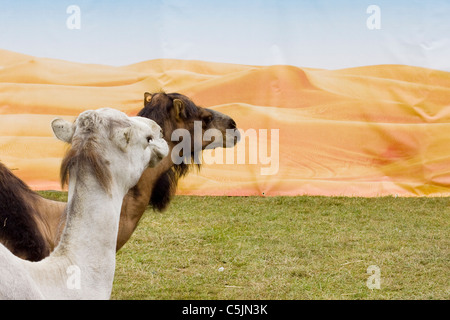 Un cammello in occasione di una mostra in Oxfordshire Inghilterra Camelus Foto Stock