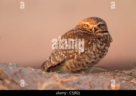 Settentrionale (o Western) scavando il gufo, vicino a Salton Sea, Imperial Valley, California. Foto Stock