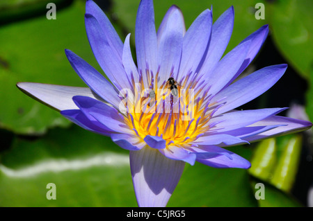 Api su una stella blu acqua giglio al Sir Seewoosagur Ramgoolam Giardino Botanico Pamplemousses, Mauritius. Foto Stock